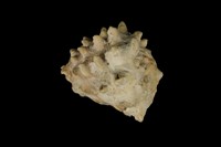 藏品(玫瑰岩螺)的圖片